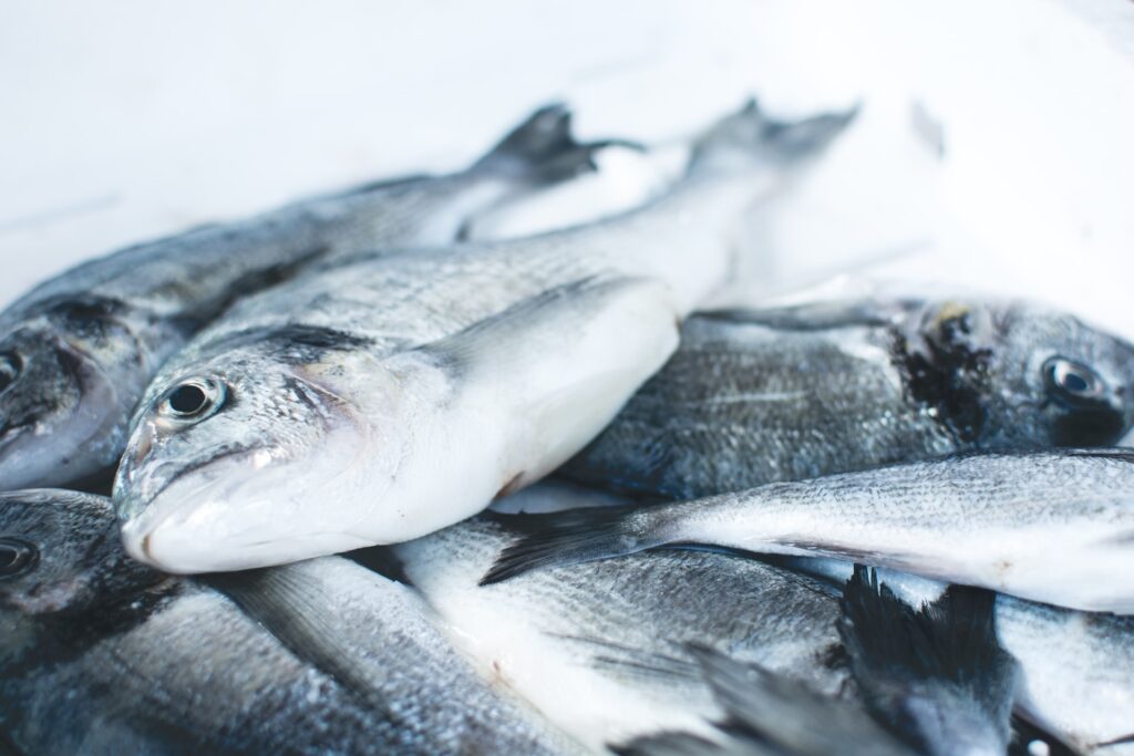 Stak friske fisk - fem fisk i Februar